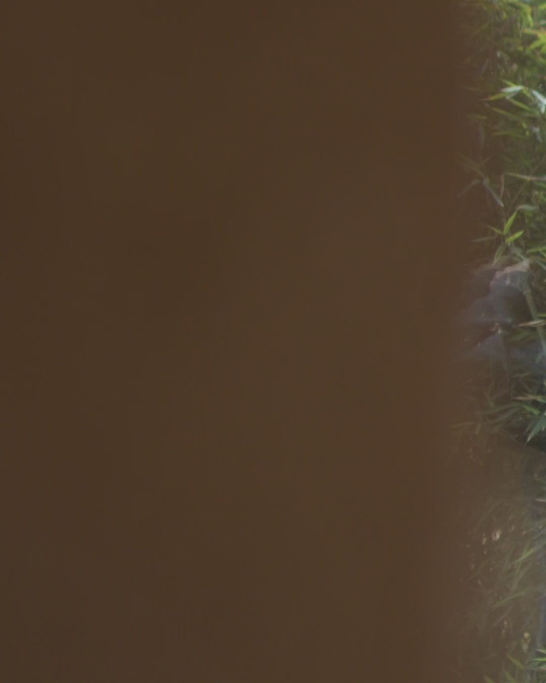 Video showing nothing really